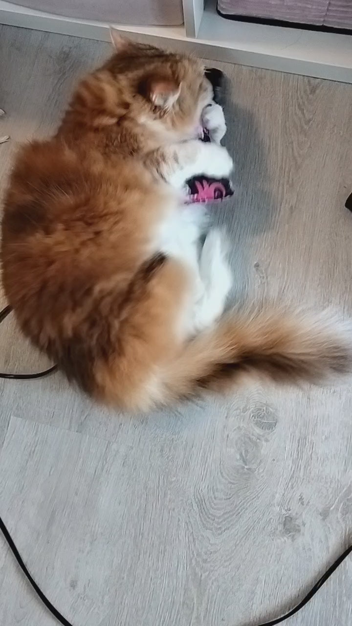 Potkupötkö kissalle 🐈‍⬛